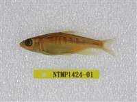 藏品(平頜鱲)的圖片